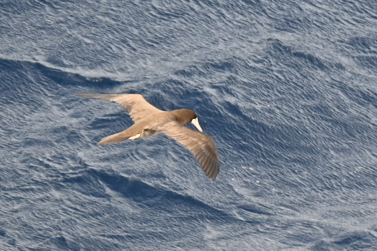 Brown Booby - ML646277460