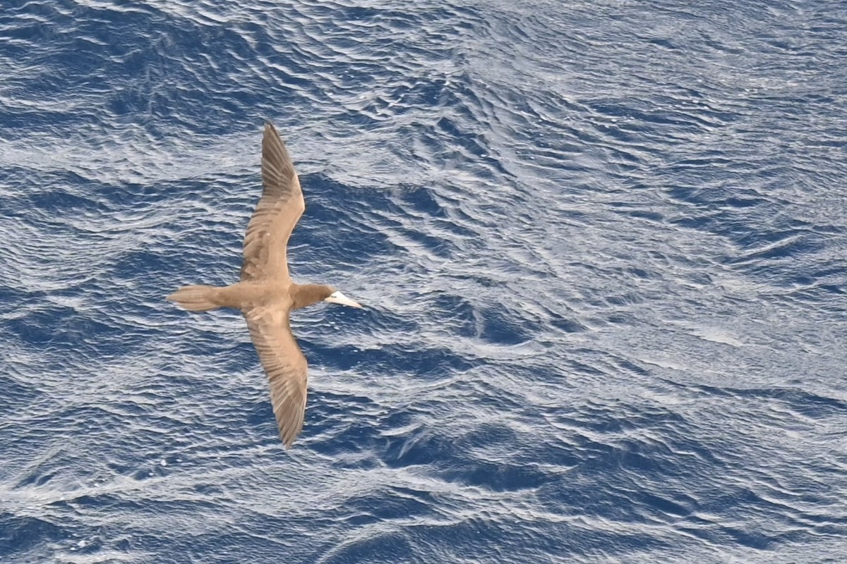 Brown Booby - ML646277461