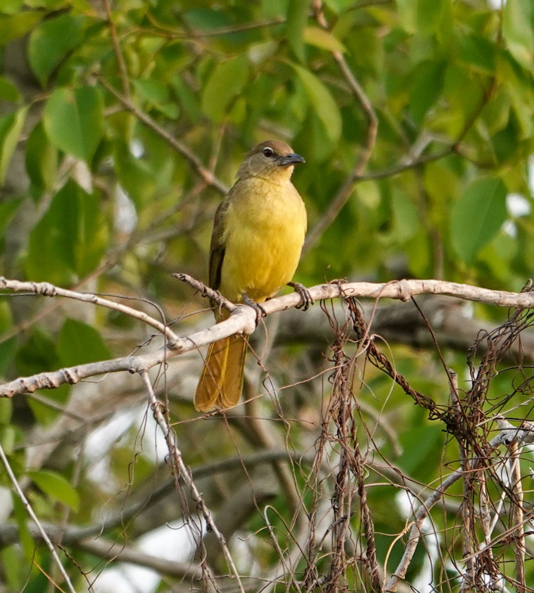 Yellow-bellied Greenbul - ML646277463
