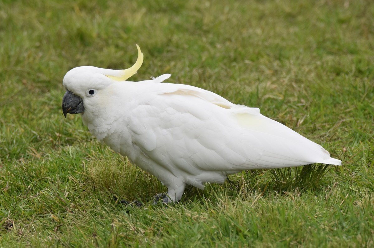 kakadu žlutočečelatý - ML646277465