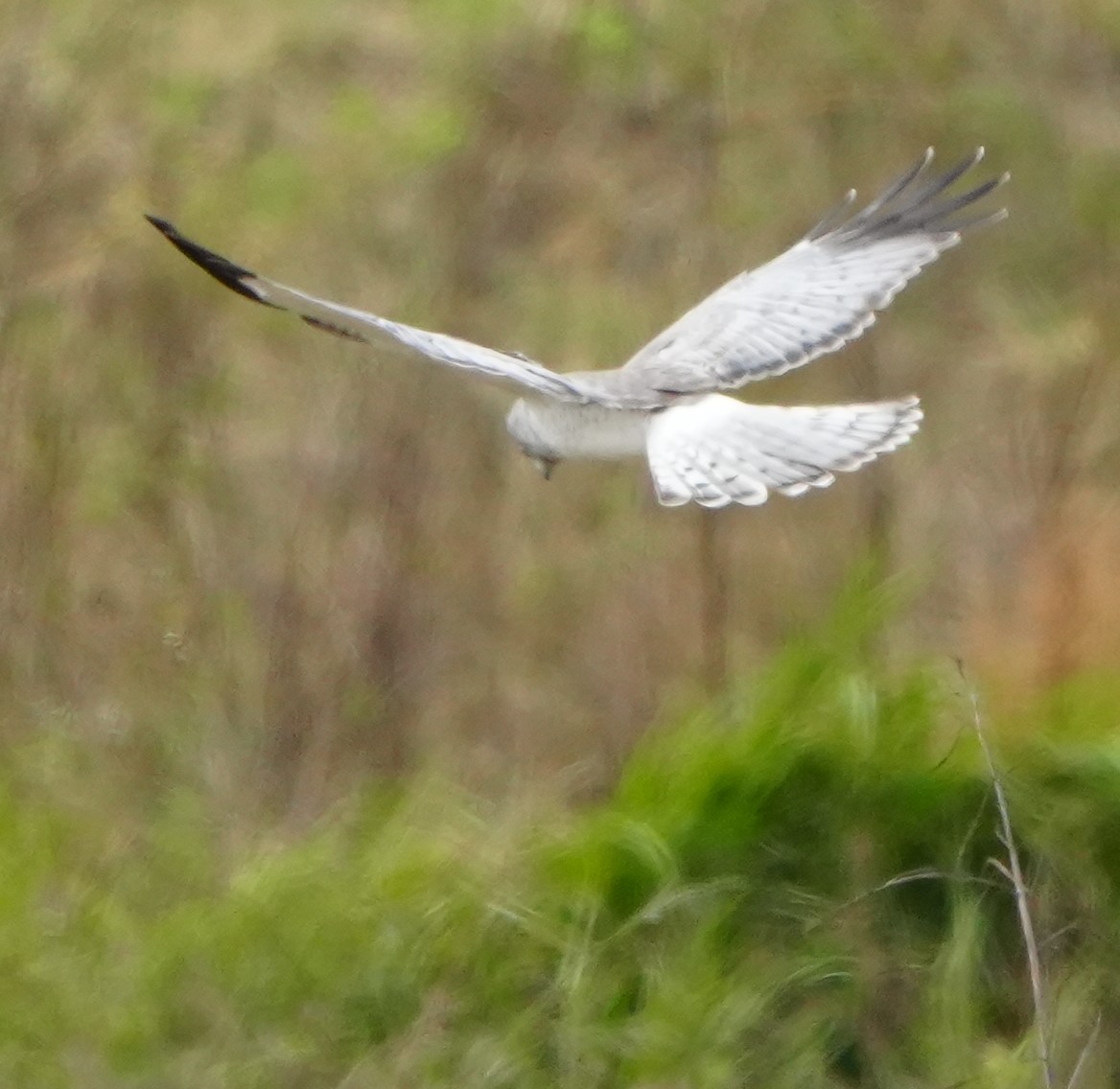 Hudsonweihe - ML646277466