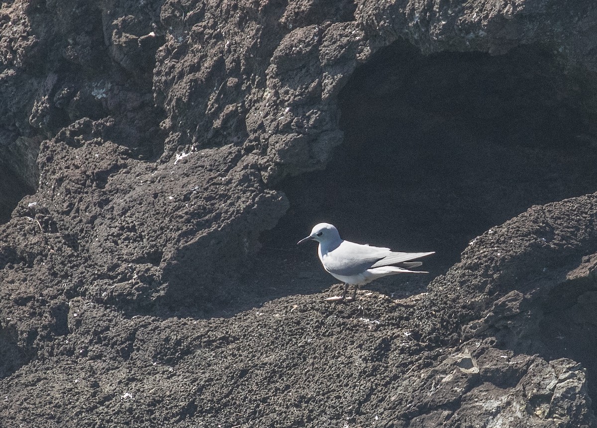 ハイイロアジサシ - ML646277470