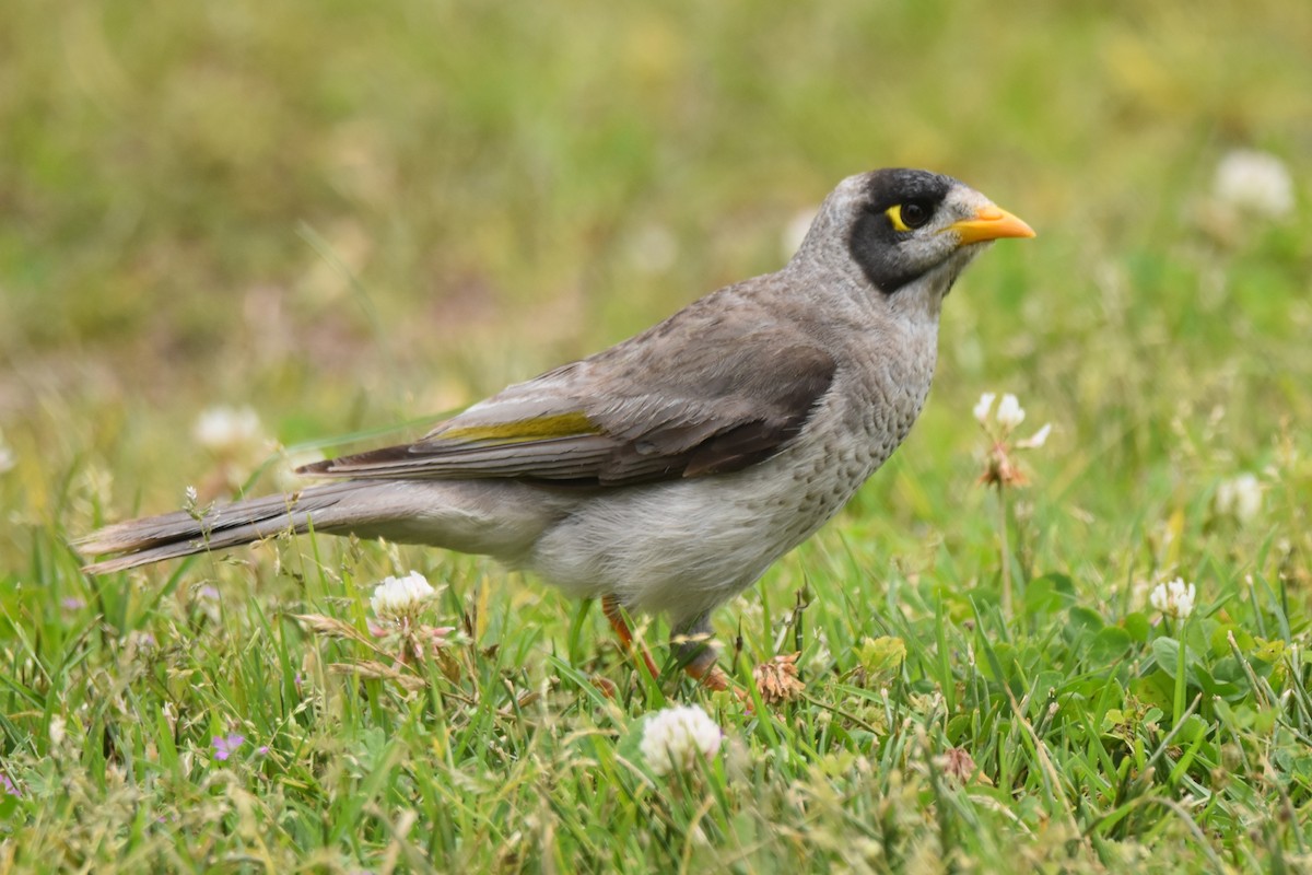 medosavka hlučná - ML646277471