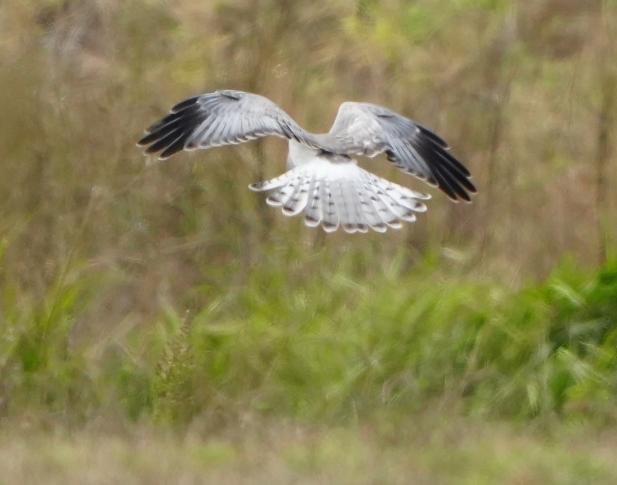 Hudsonweihe - ML646277473