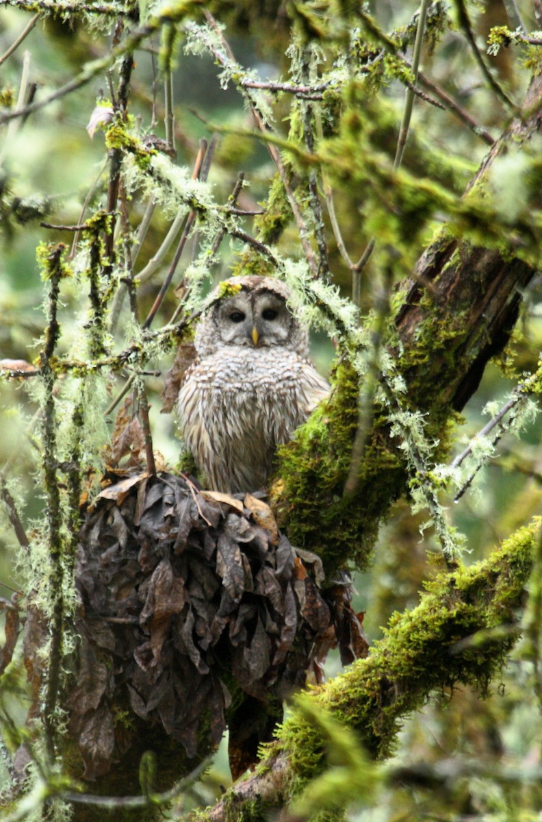 Barred Owl - ML646277483