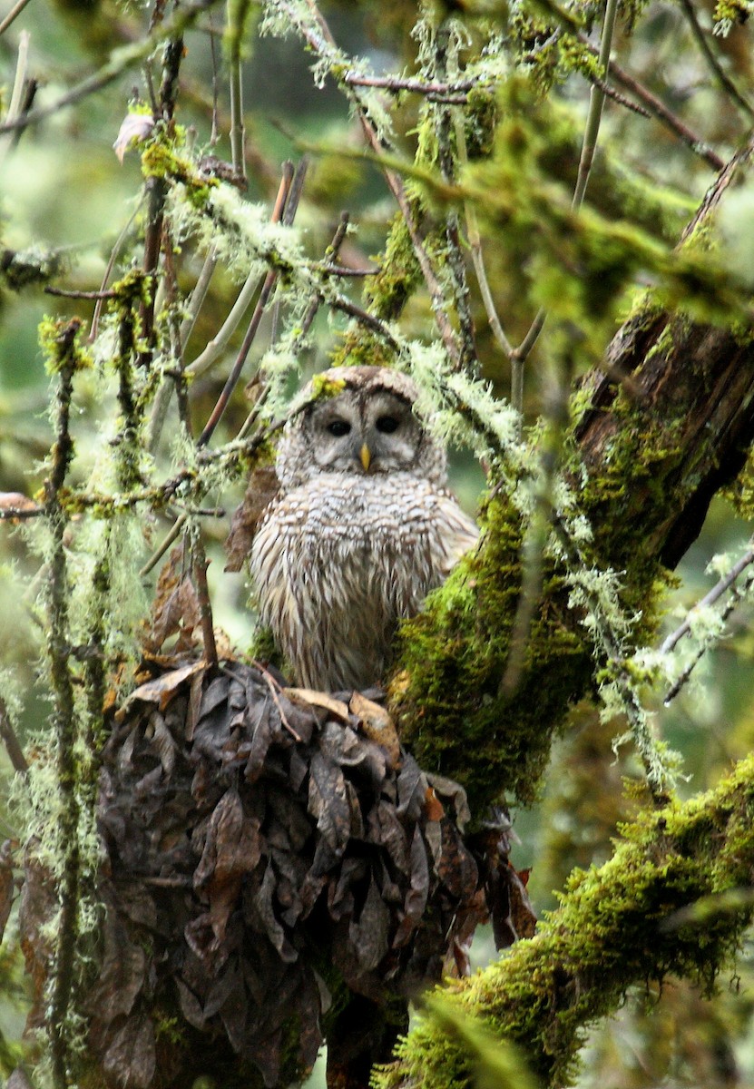 Barred Owl - ML646277484