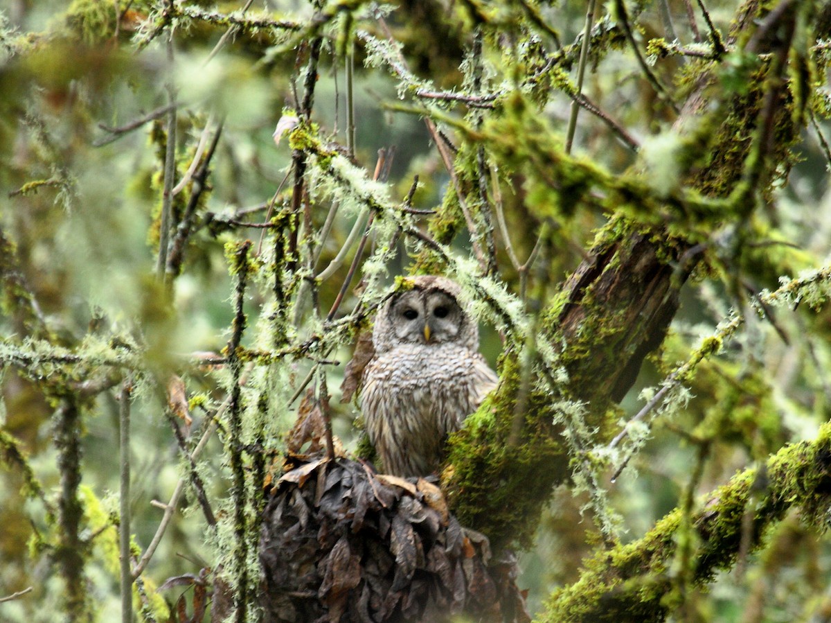 Barred Owl - ML646277485