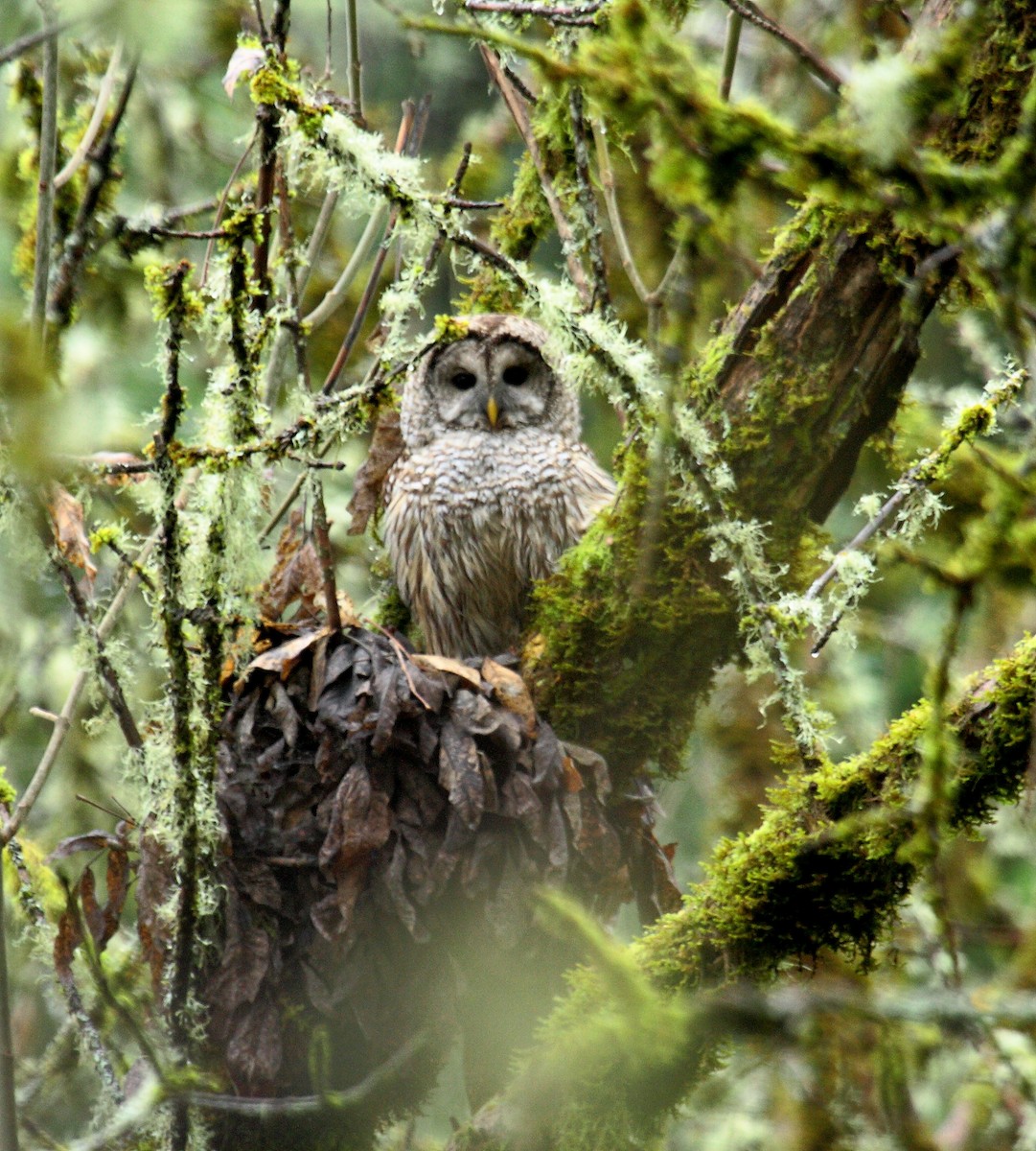 Barred Owl - ML646277486