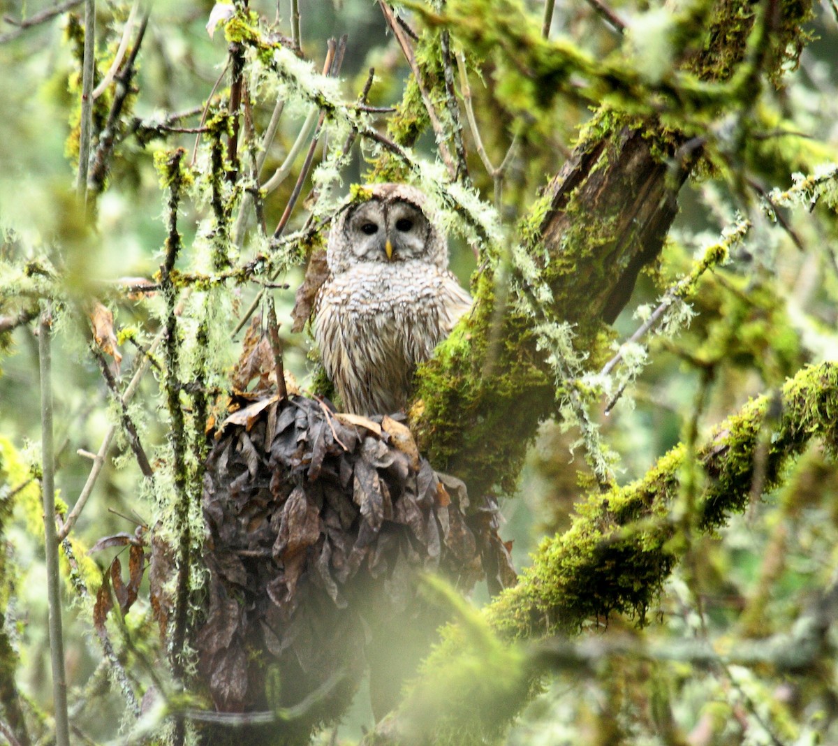 Barred Owl - ML646277487