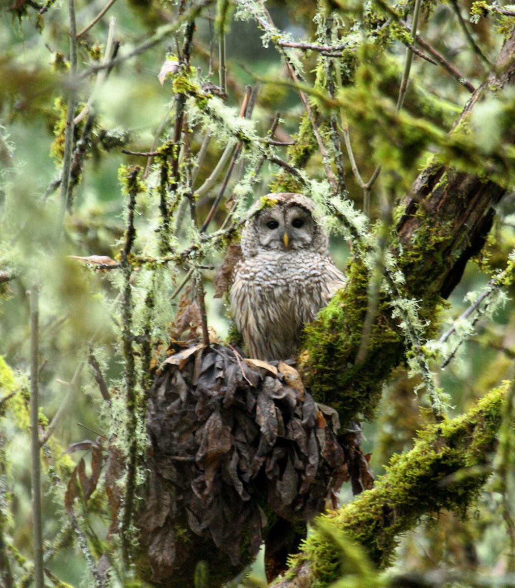 Barred Owl - ML646277488