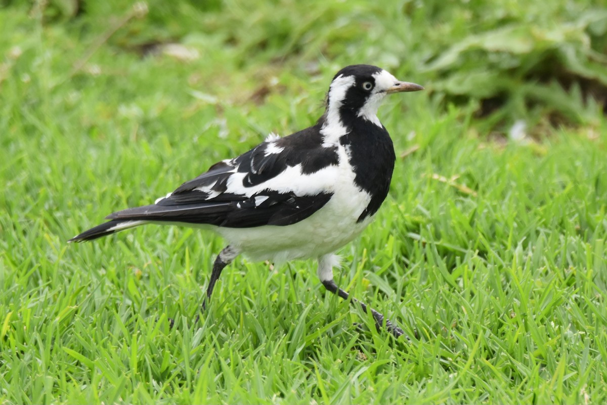 Magpie-lark - ML646277489