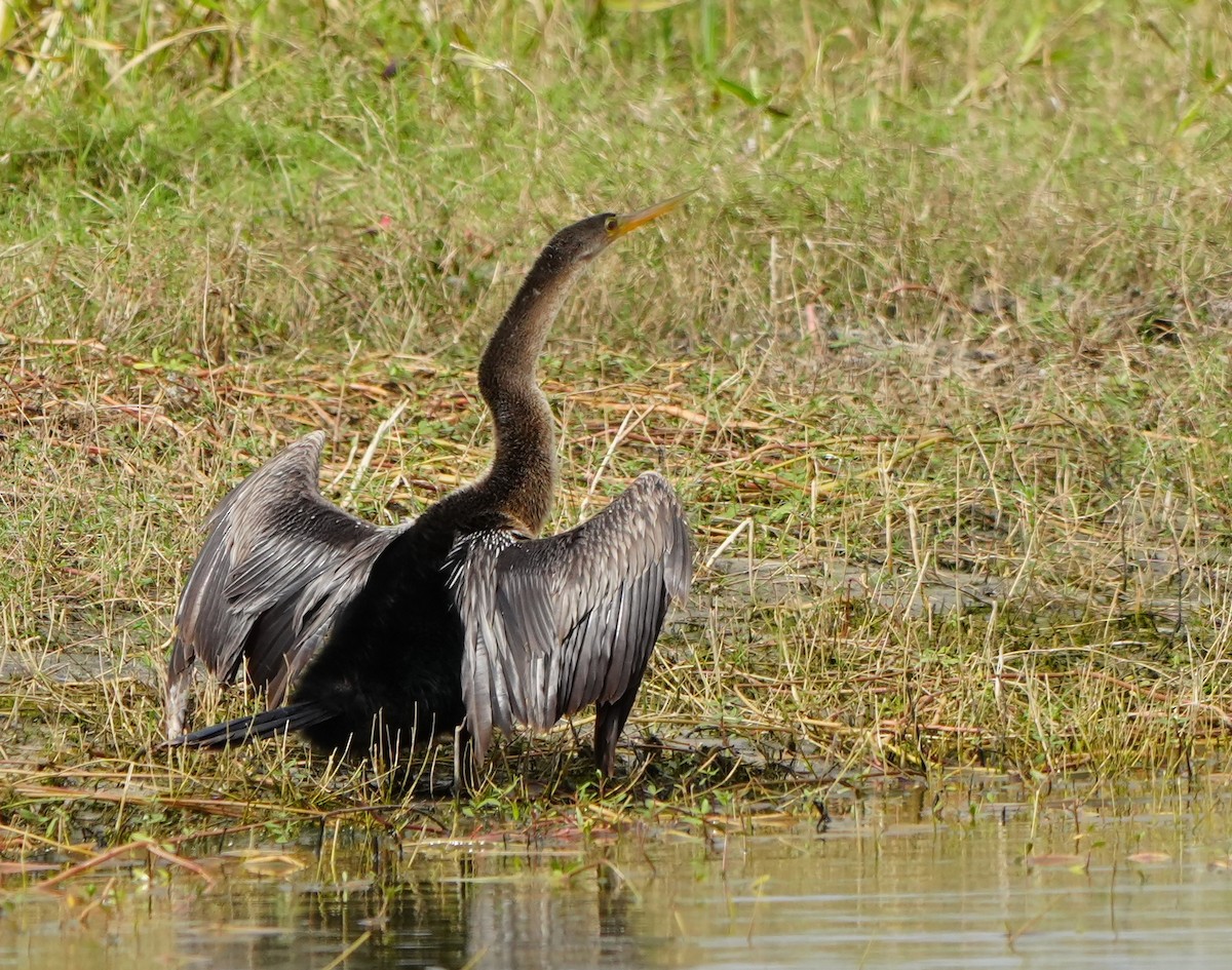 Anhinga - ML646277491