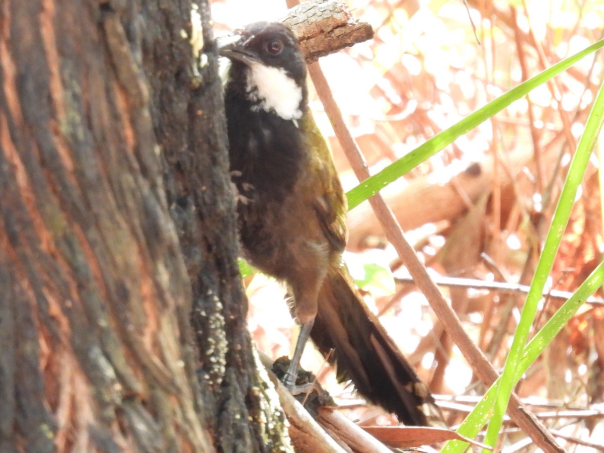 Eastern Whipbird - ML646277492