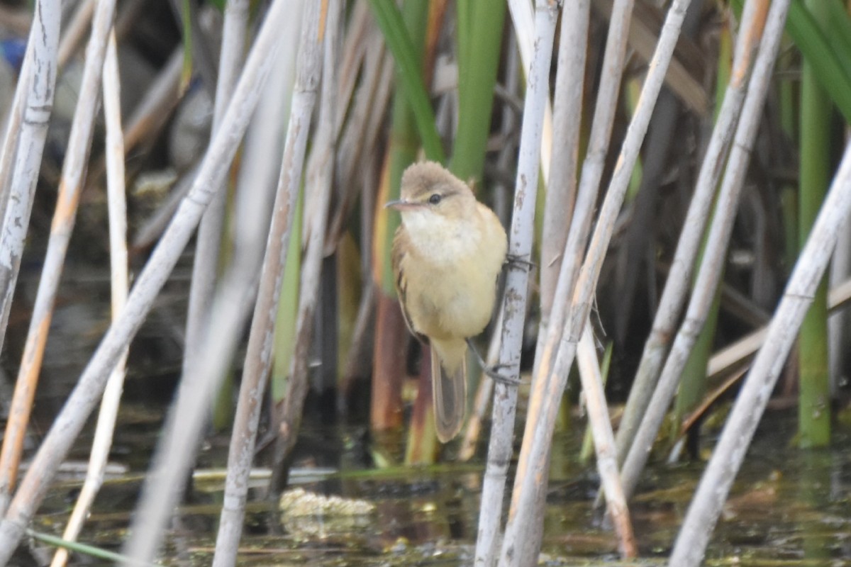 rákosník australský - ML646277493