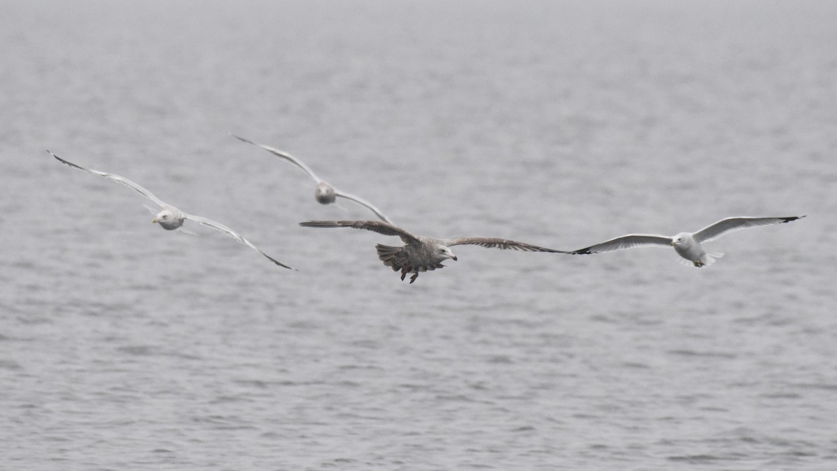 American Herring Gull - ML646277501