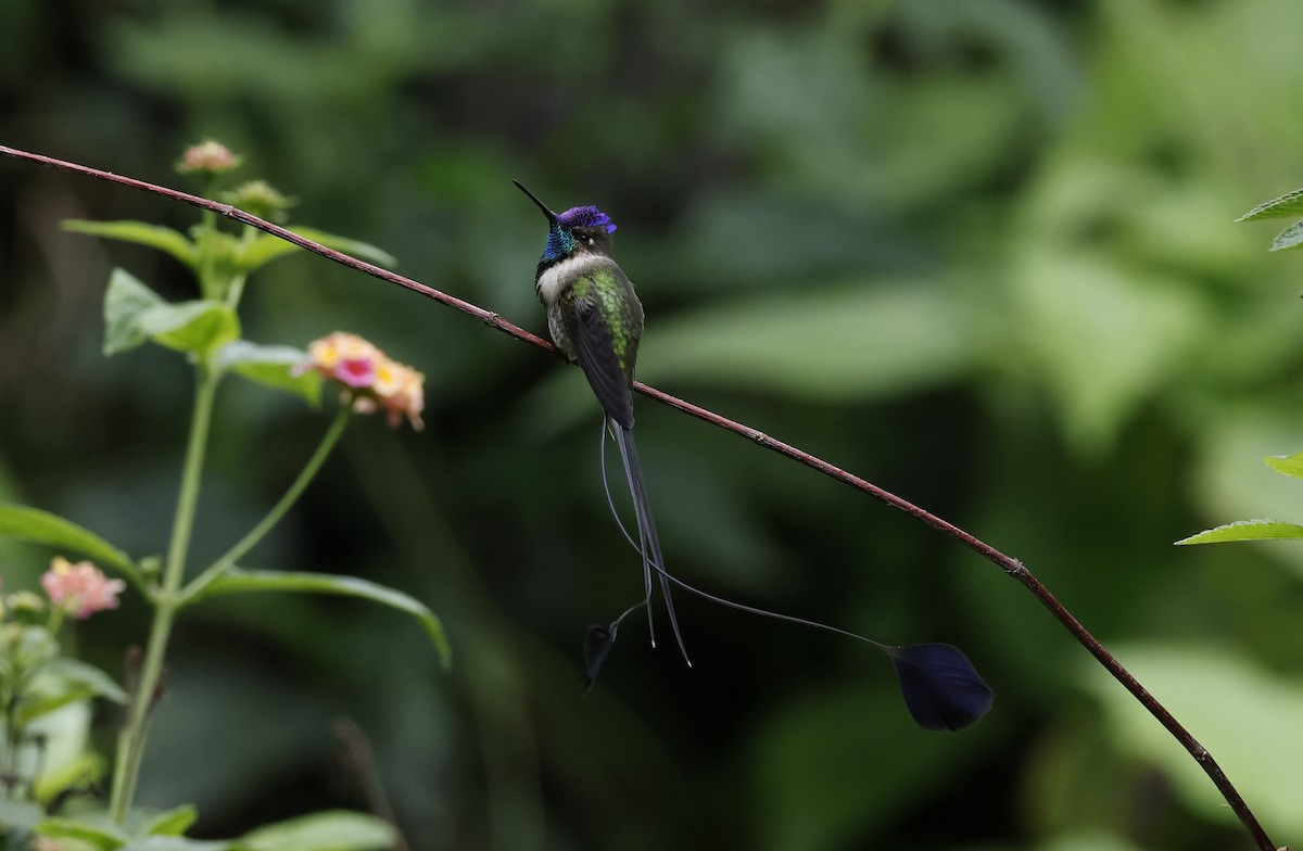 Marvelous Spatuletail - ML646277502