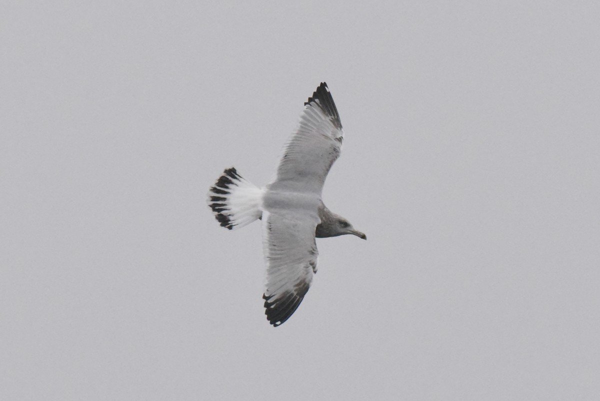 American Herring Gull - ML646277506