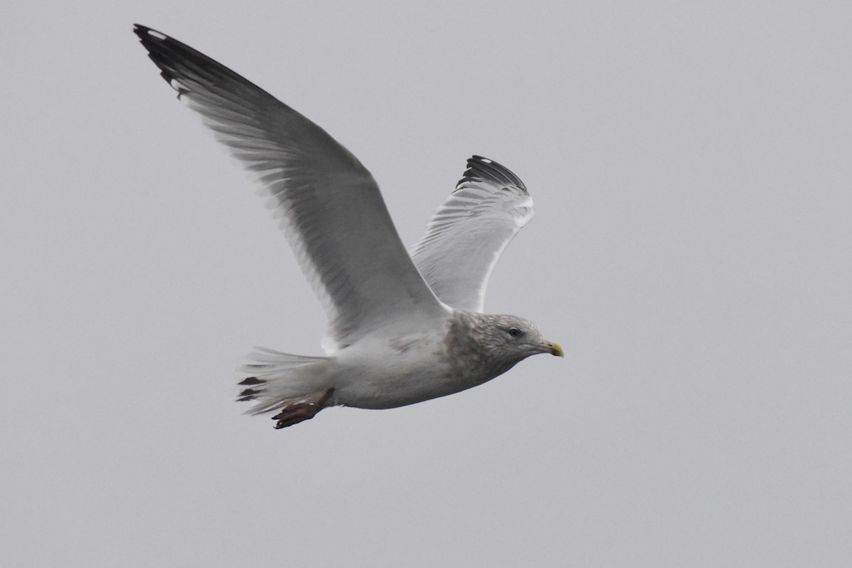American Herring Gull - ML646277507