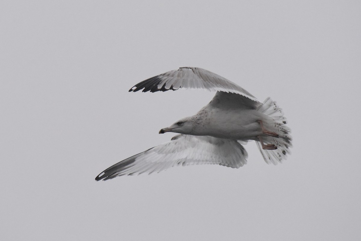 American Herring Gull - ML646277508