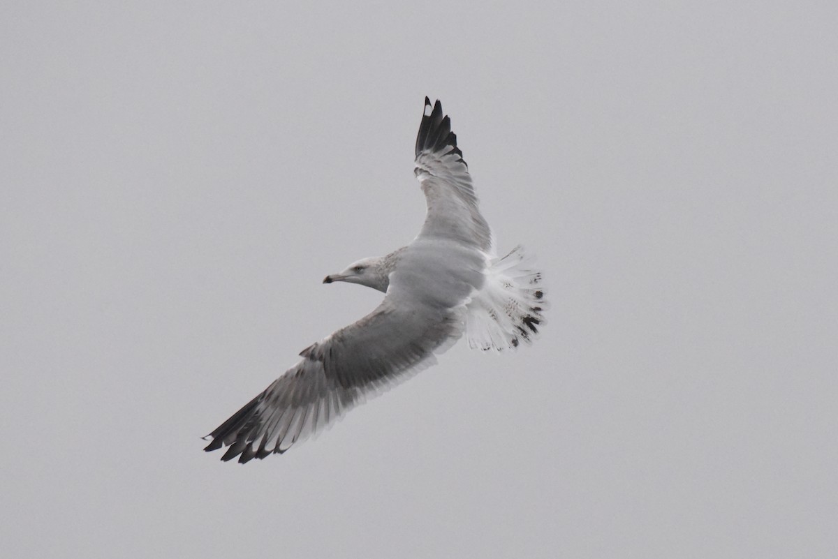 American Herring Gull - ML646277509