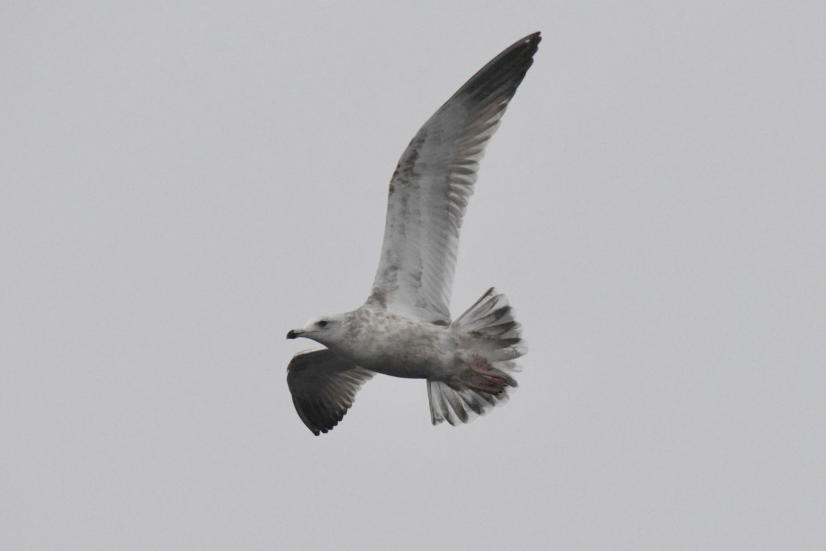 American Herring Gull - ML646277511