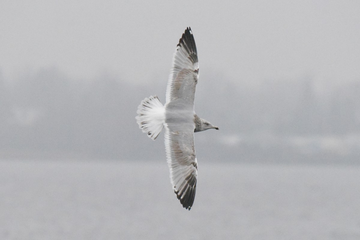 American Herring Gull - ML646277512