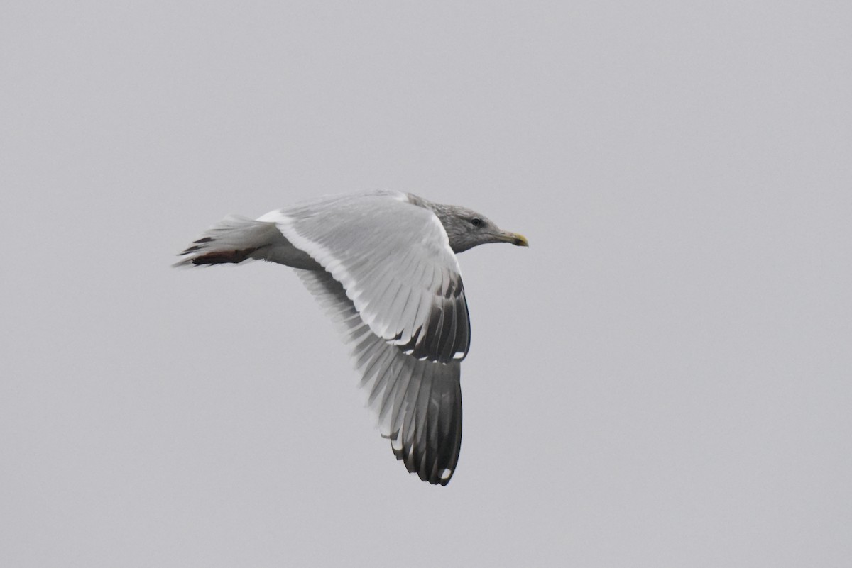 American Herring Gull - ML646277513