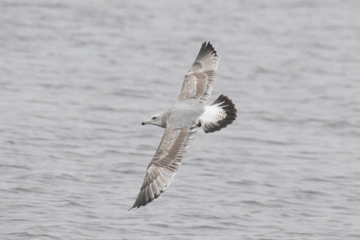 American Herring Gull - ML646277514