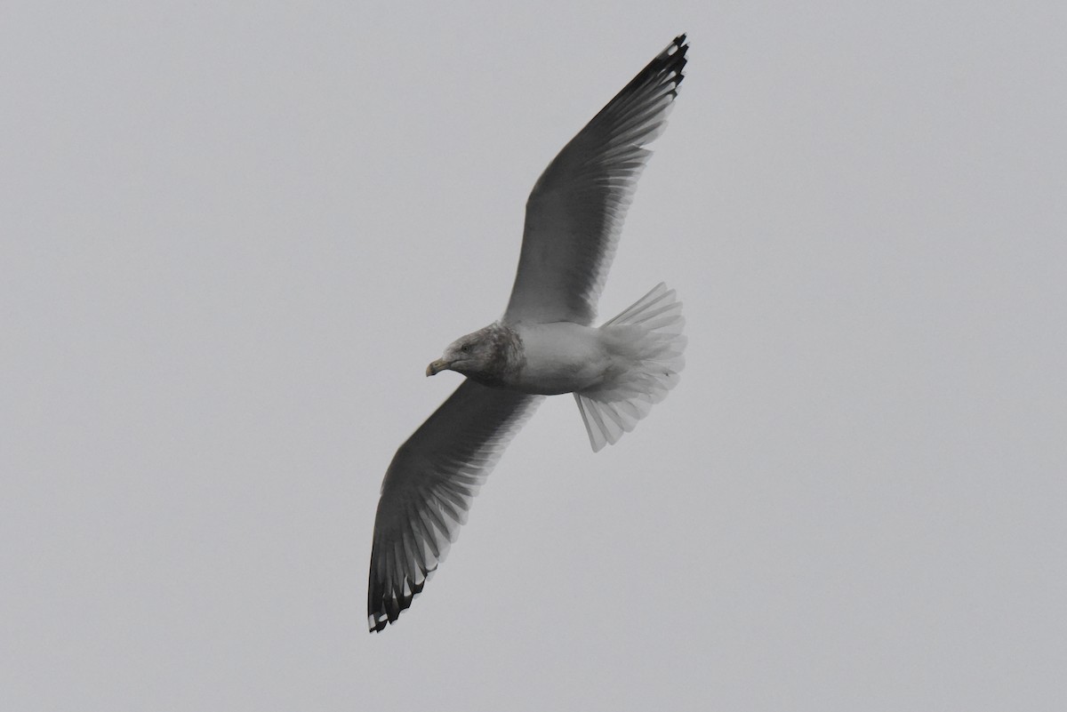 American Herring Gull - ML646277515