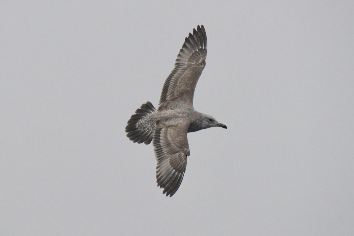American Herring Gull - ML646277516