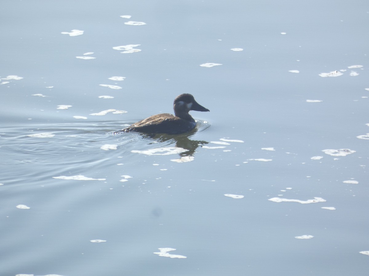 Surf Scoter - ML646277526