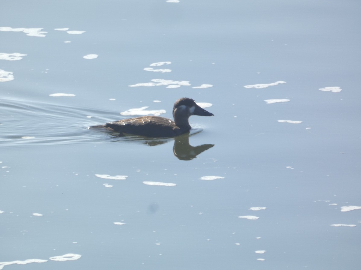 Surf Scoter - ML646277527