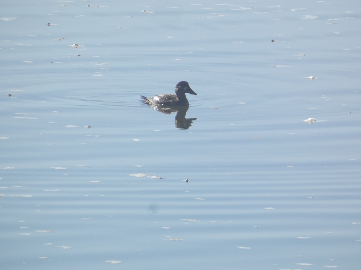 Surf Scoter - ML646277528