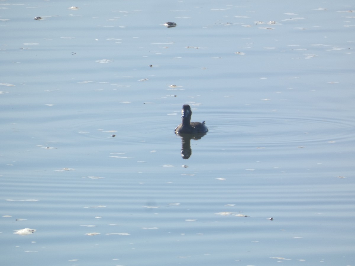 Surf Scoter - ML646277529