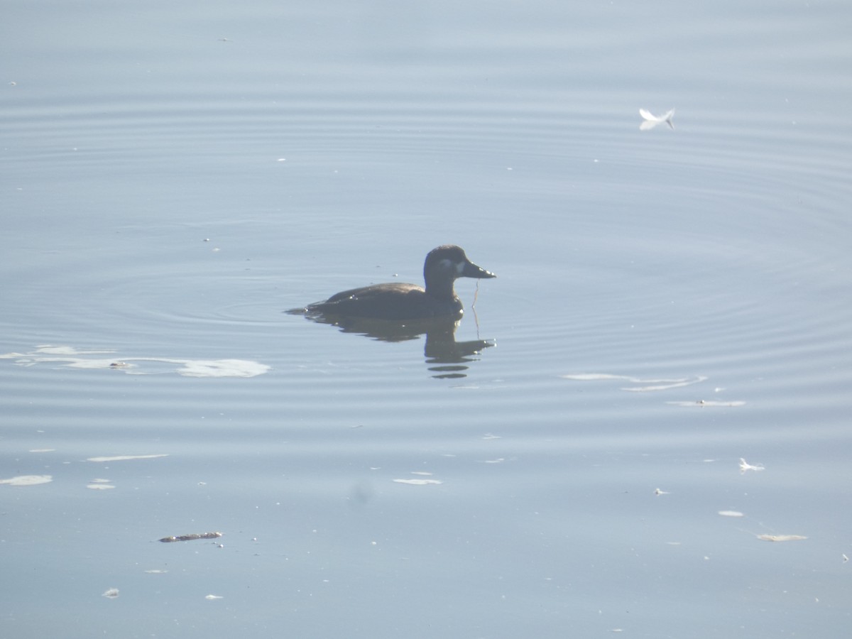 Surf Scoter - ML646277531