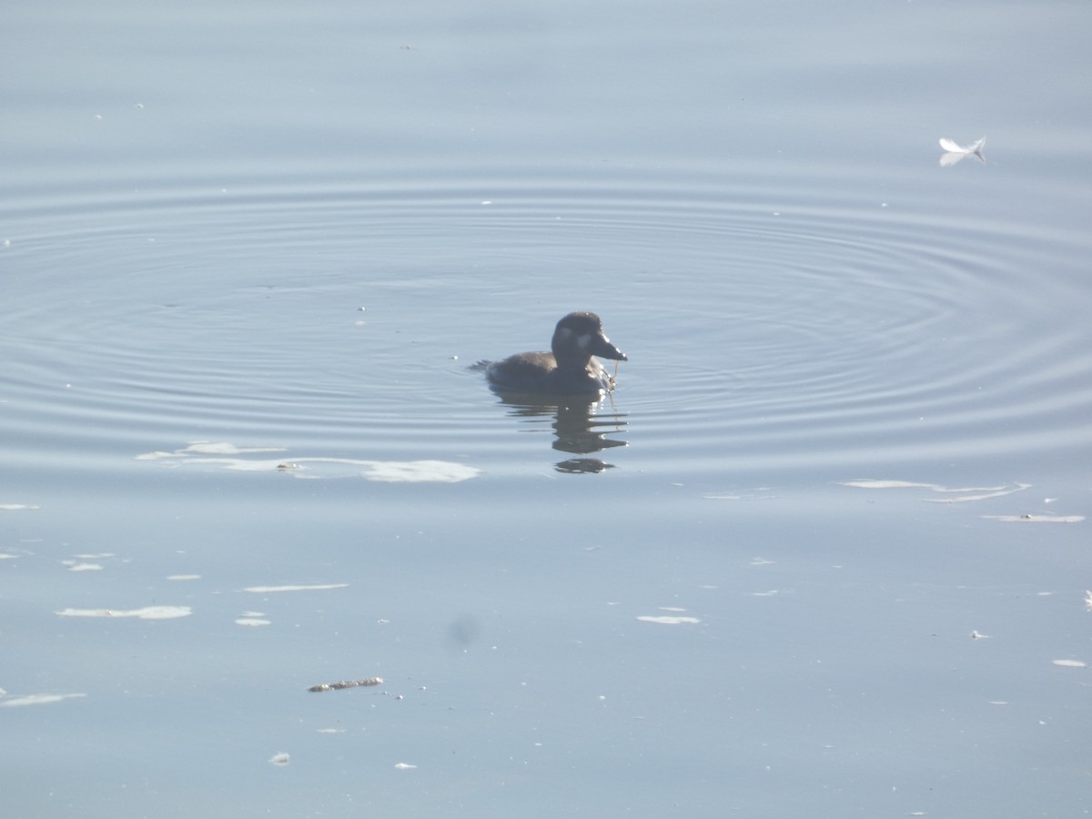 Surf Scoter - ML646277532