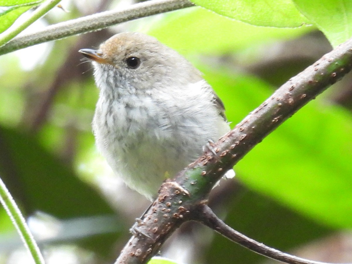 Brown Thornbill - ML646277533