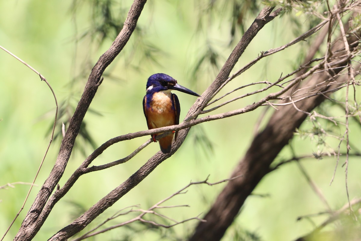 Azure Kingfisher - ML646277536