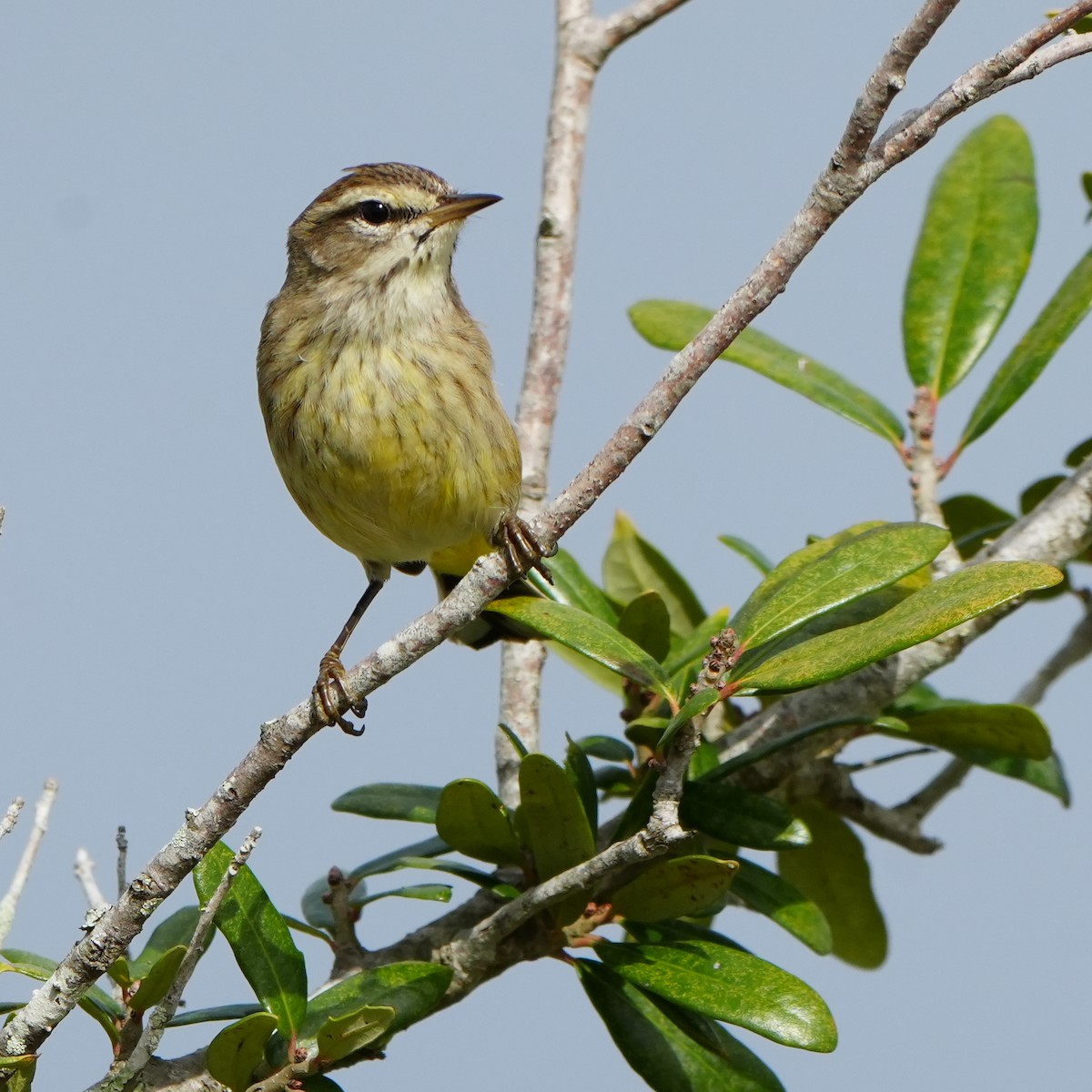 Palm Warbler - ML646277537