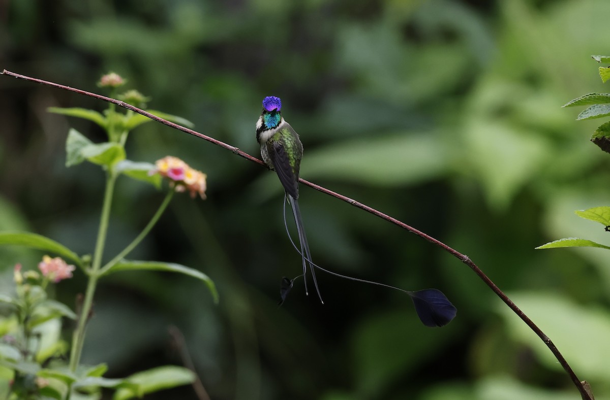 Marvelous Spatuletail - ML646277539
