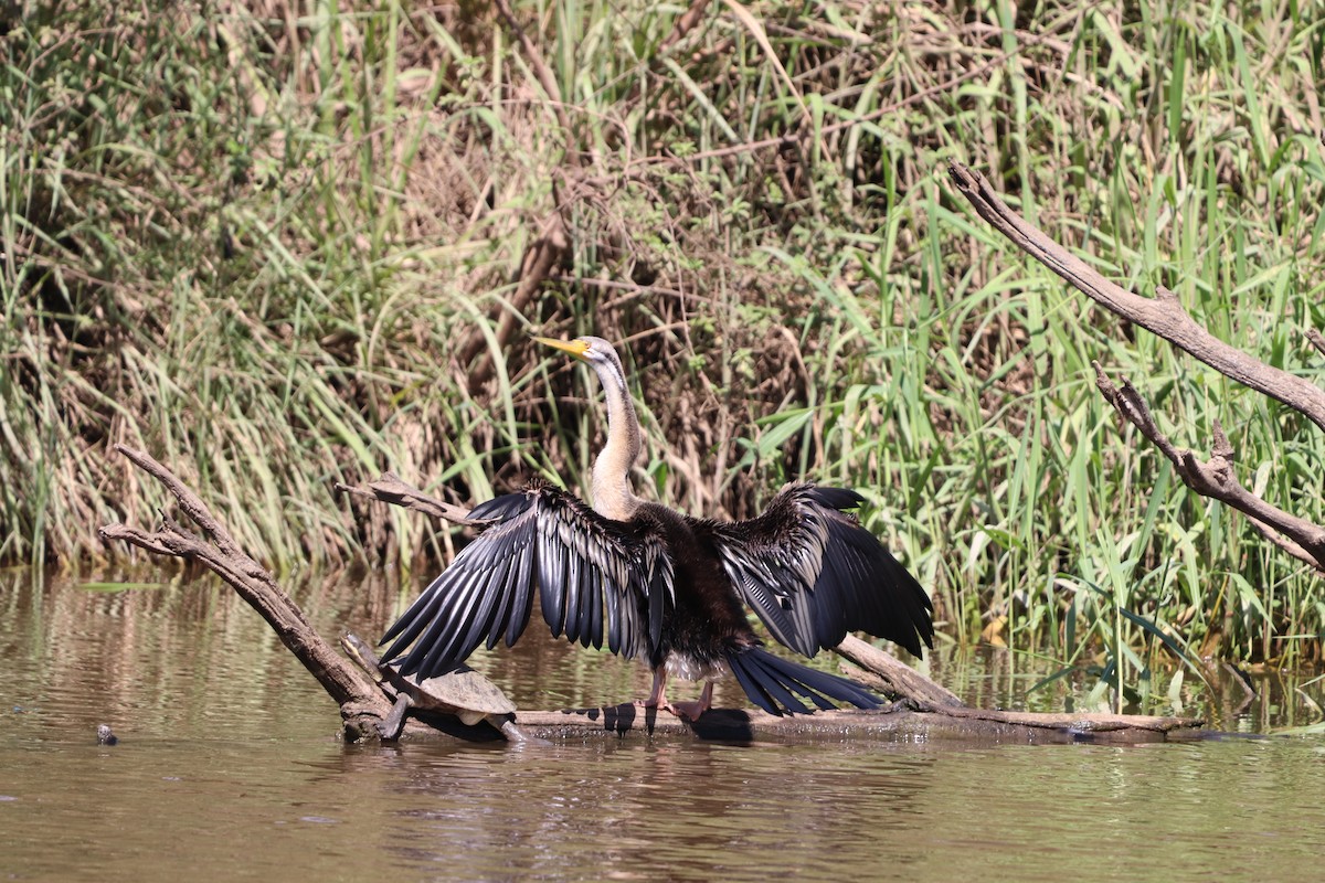 Australasian Darter - ML646277541