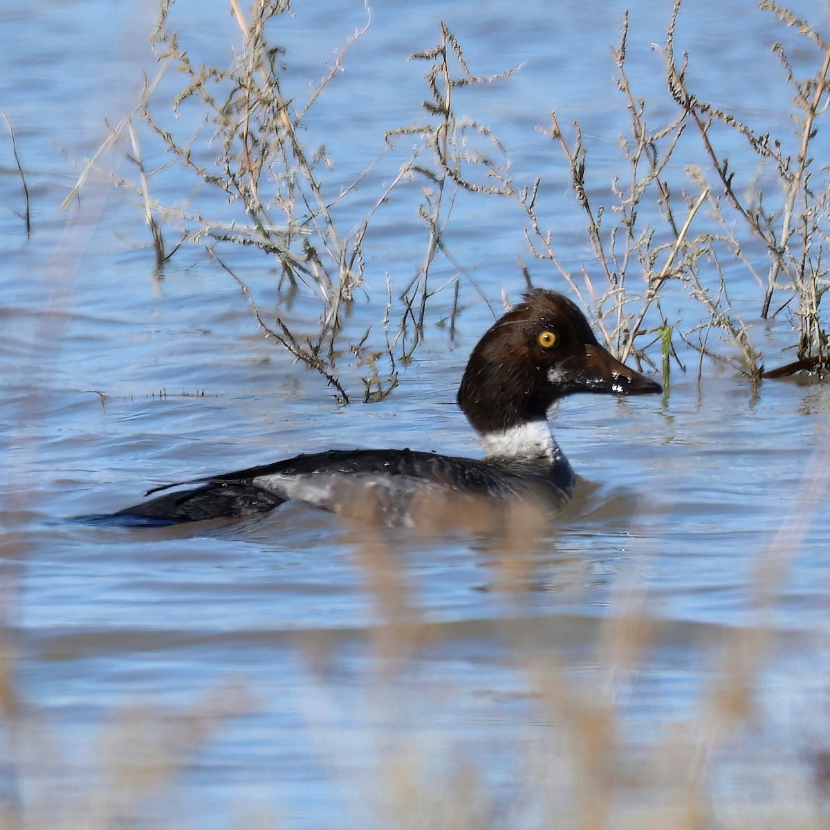 Common Merganser - ML646277542