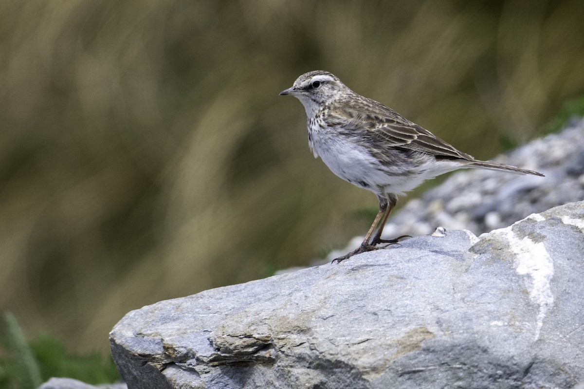 New Zealand Pipit - ML646277543