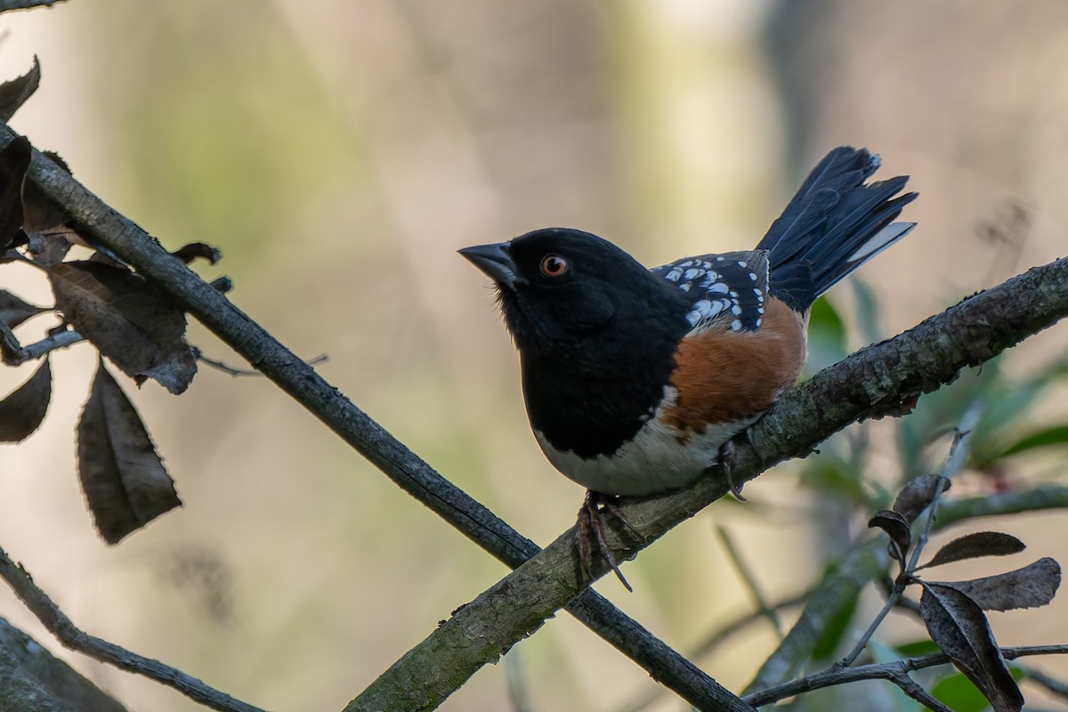 Spotted Towhee - ML646277545