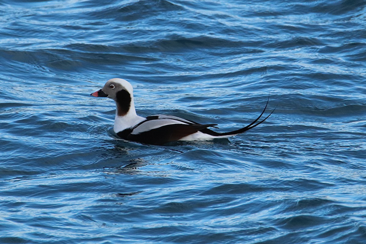 Long-tailed Duck - ML646277546