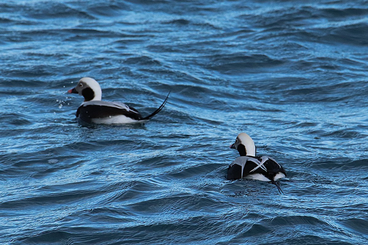 Long-tailed Duck - ML646277547