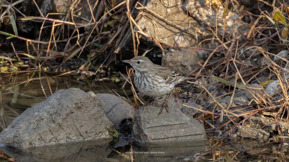 Water Pipit - ML646277548