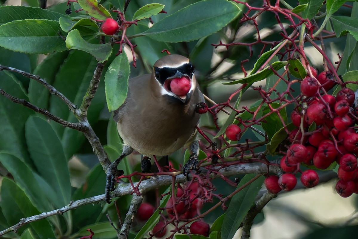 Cedar Waxwing - ML646277549