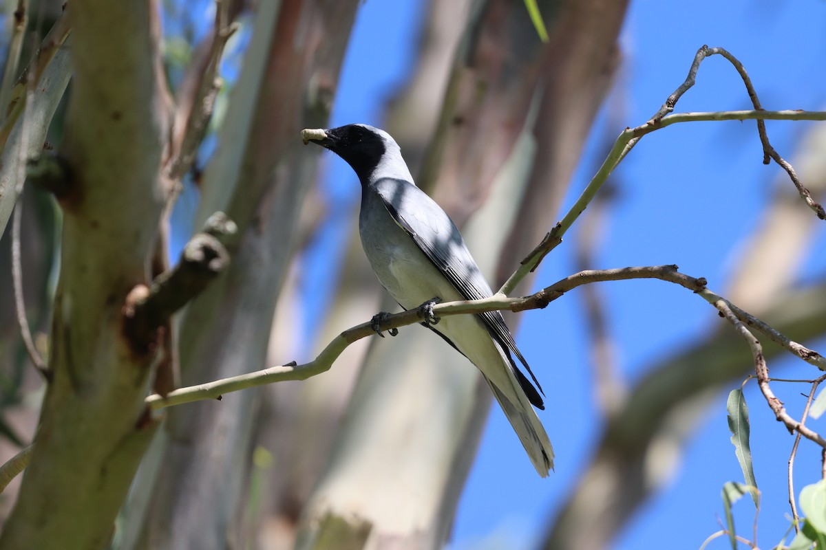 オーストラリアオニサンショウクイ - ML646277551