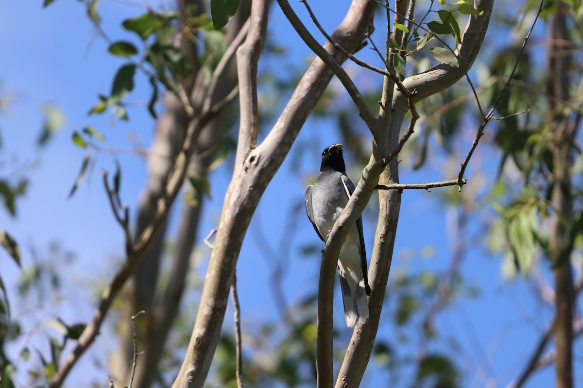 オーストラリアオニサンショウクイ - ML646277552